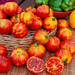 Potagères - Tomate Tigerella Bicolore - BIO - face recto